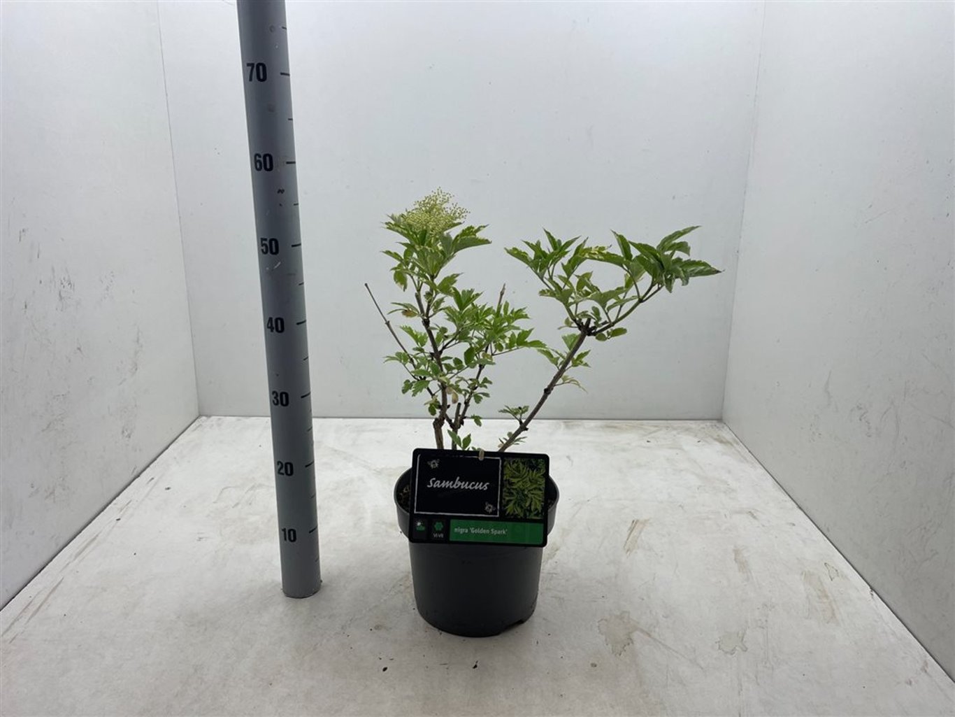 Sambucus nigra 'Gold Spark' - C5